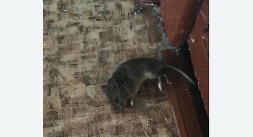 Дезинфекция от мышей в Беговом районе Москвы