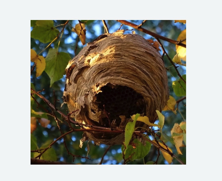 Обработка от шершней в Беговом районе Москвы