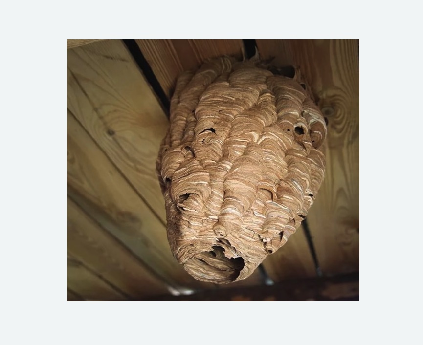 обработка от шершней в Беговом районе Москвы