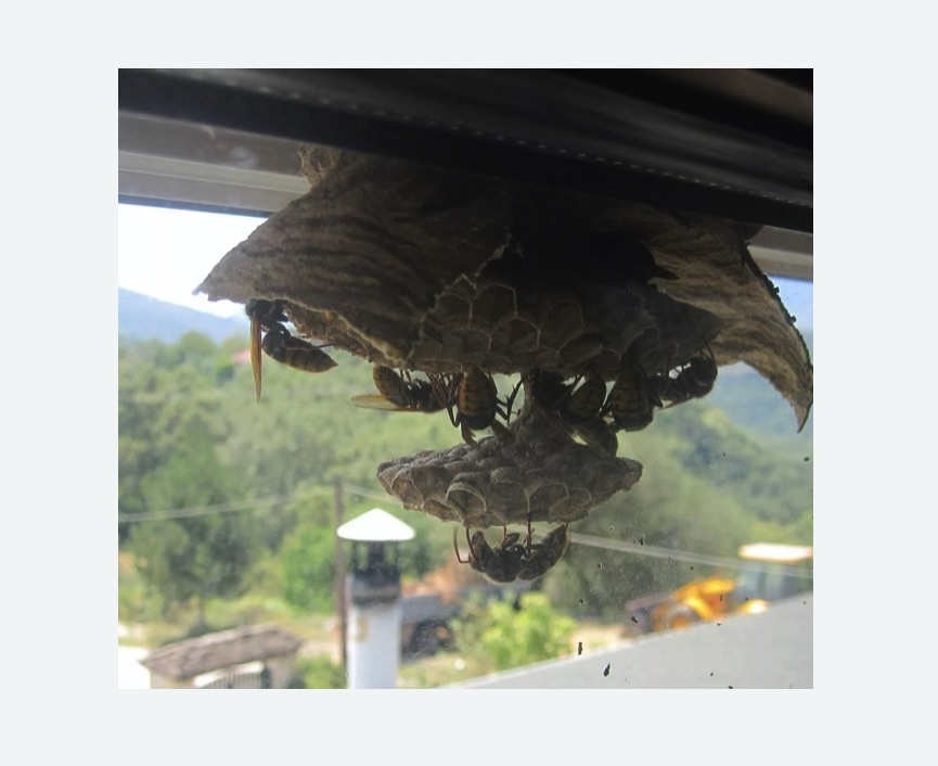 Уничтожение гнёзд шершней в Беговом районе Москвы