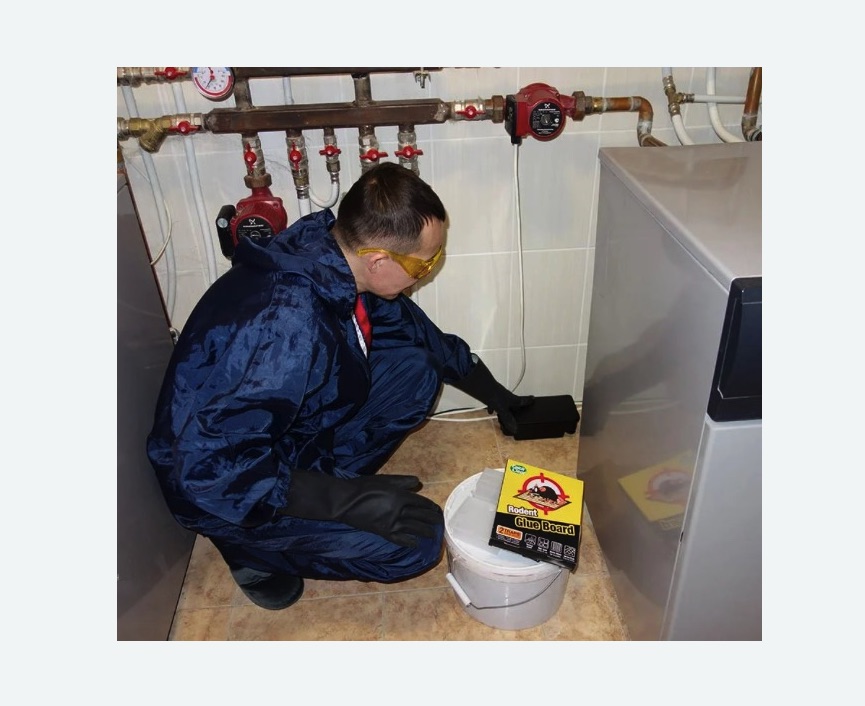 Уничтожение крыс в Беговом районе Москвы