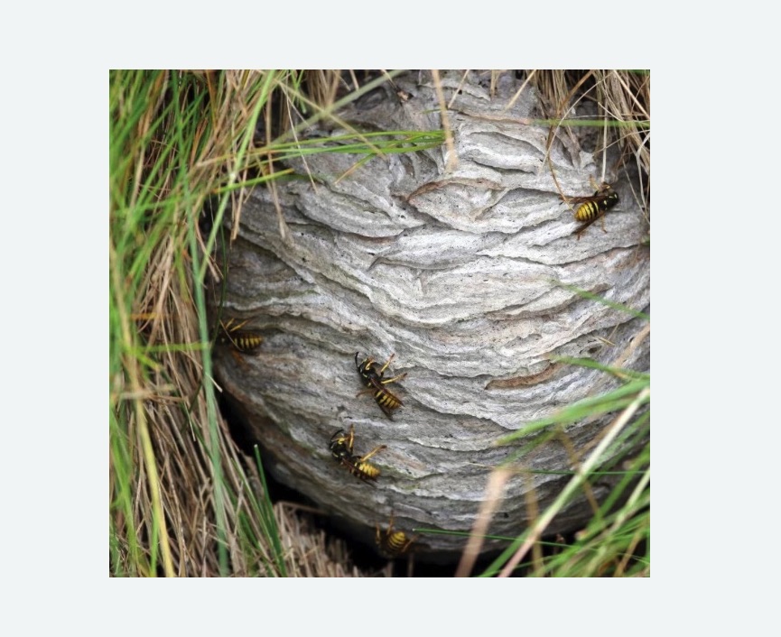 Уничтожение ос и ульев в Беговом районе Москвы